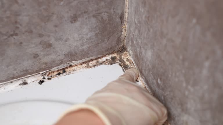 Best Mold Damage Restoration  in Bluffdale, UT